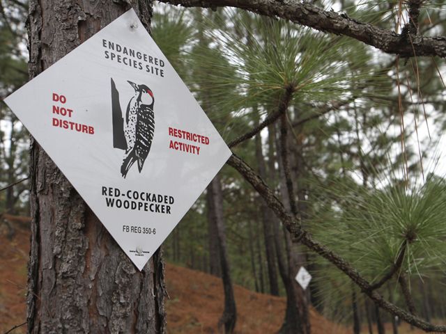 A white sign shaped like a rhombus with a Red-cockaded woodpecker on it alerting people of a nest on the tree.