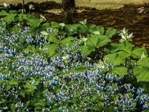Small blue and white flowers blanket a forest floor.