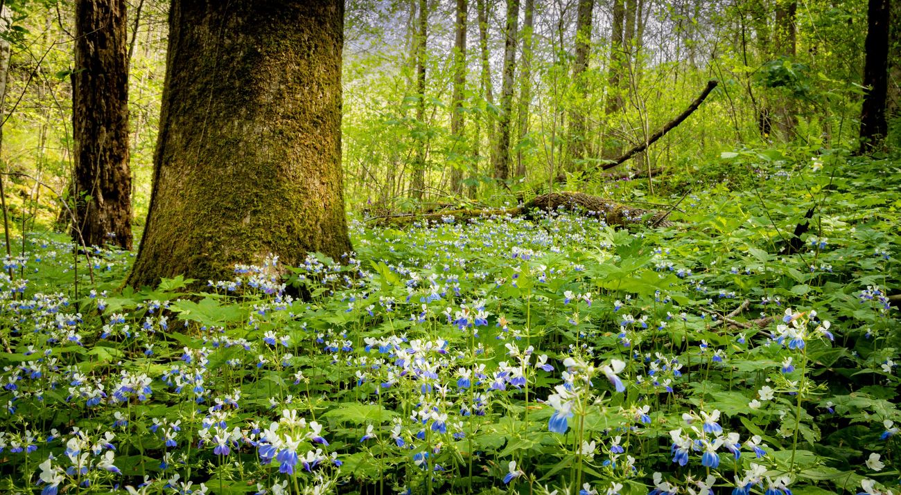 Blue Eyed Mary thrives in woodlands, creating a stunning blue carpet across the forest floor.
