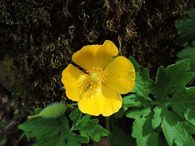 A yellow flower blooms from big green leaves.