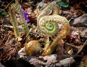 A curled up fern emerges from a forest floor.