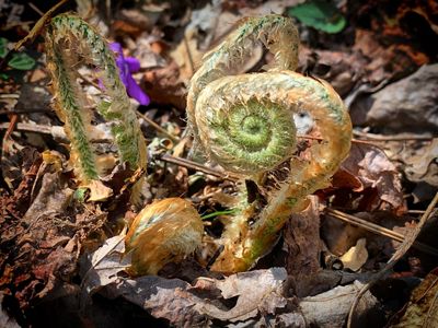 A golden colored plant curls up into a shape that looks like a snail.