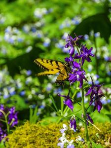 A butterfly visits purple flowers in bloom.