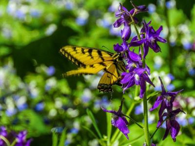 A yellow butterfly visits a purple flower.