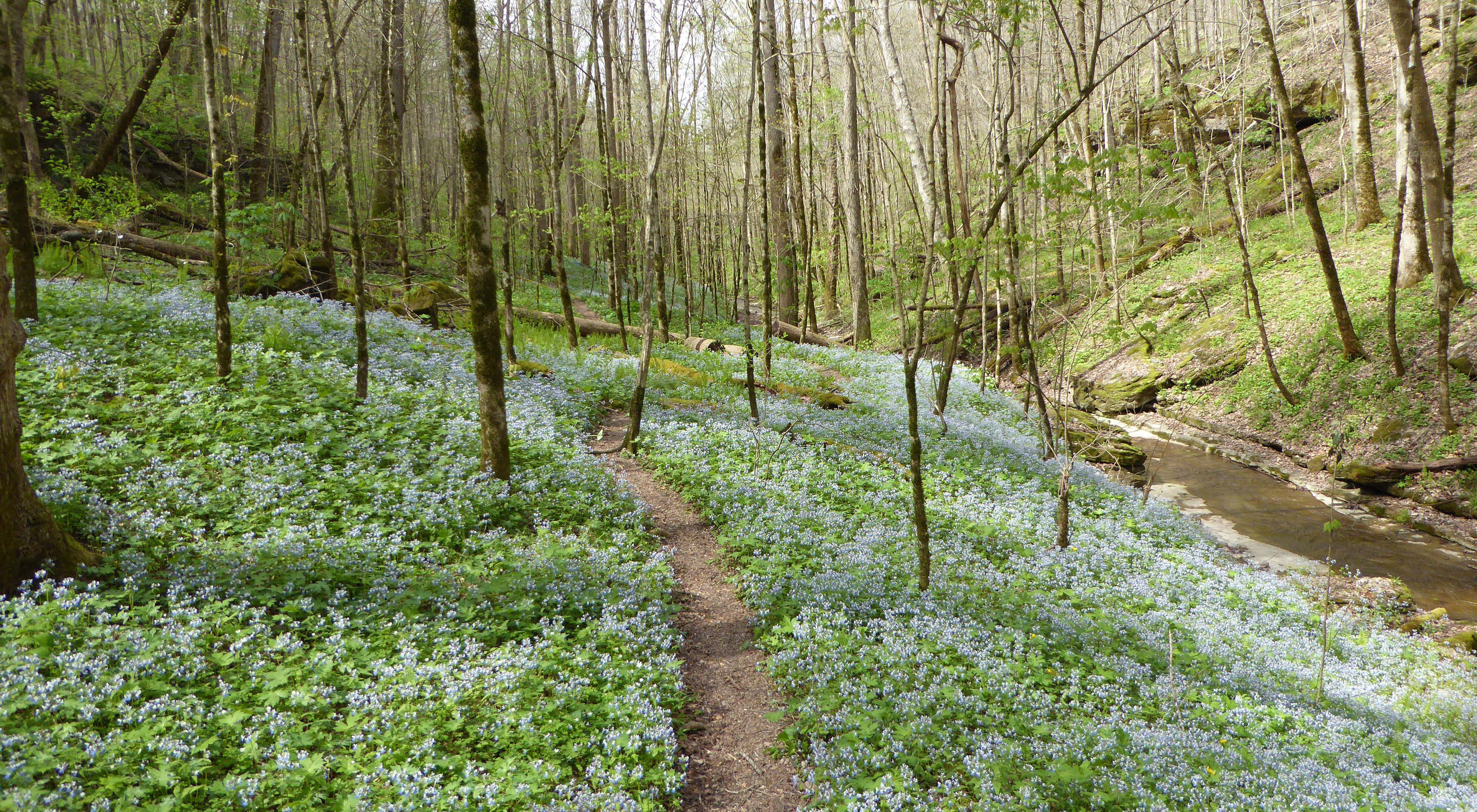 A wooded valley with purple wildflowers growing in the understory.