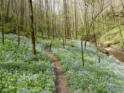 A blanket of small blue flowers spread out across a forest floor.