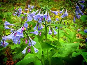 Trumpet-shaped purple flowers emerge from bright green leaves.