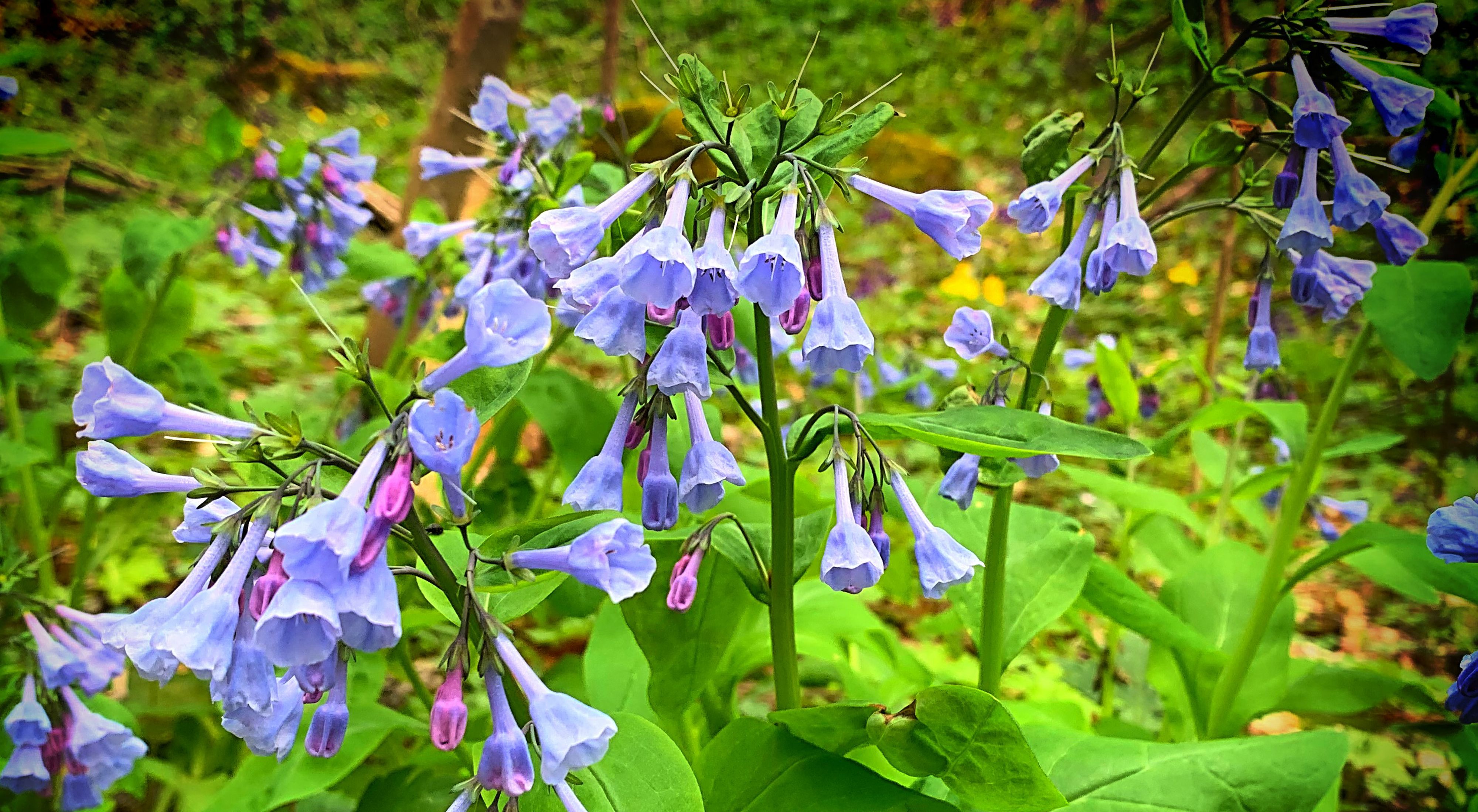 Virginia bluebells, light purple flowers shaped like bells, emerge from green foliage.