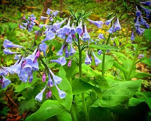 Light purple flowers emerge from green leaves.