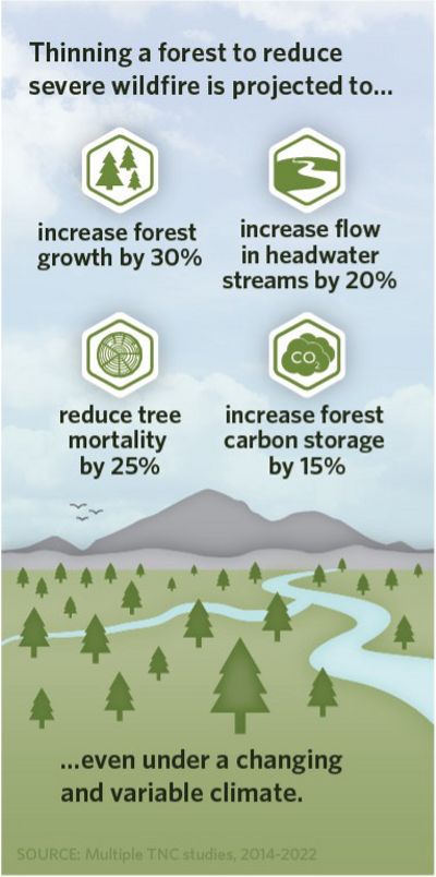 Infographic showing the effects of foresting thinning.