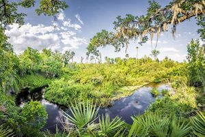 A green natural area with a river running through it with blue skies.