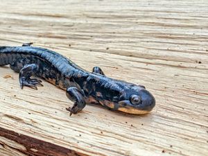 Tiger salamander resting on split log.