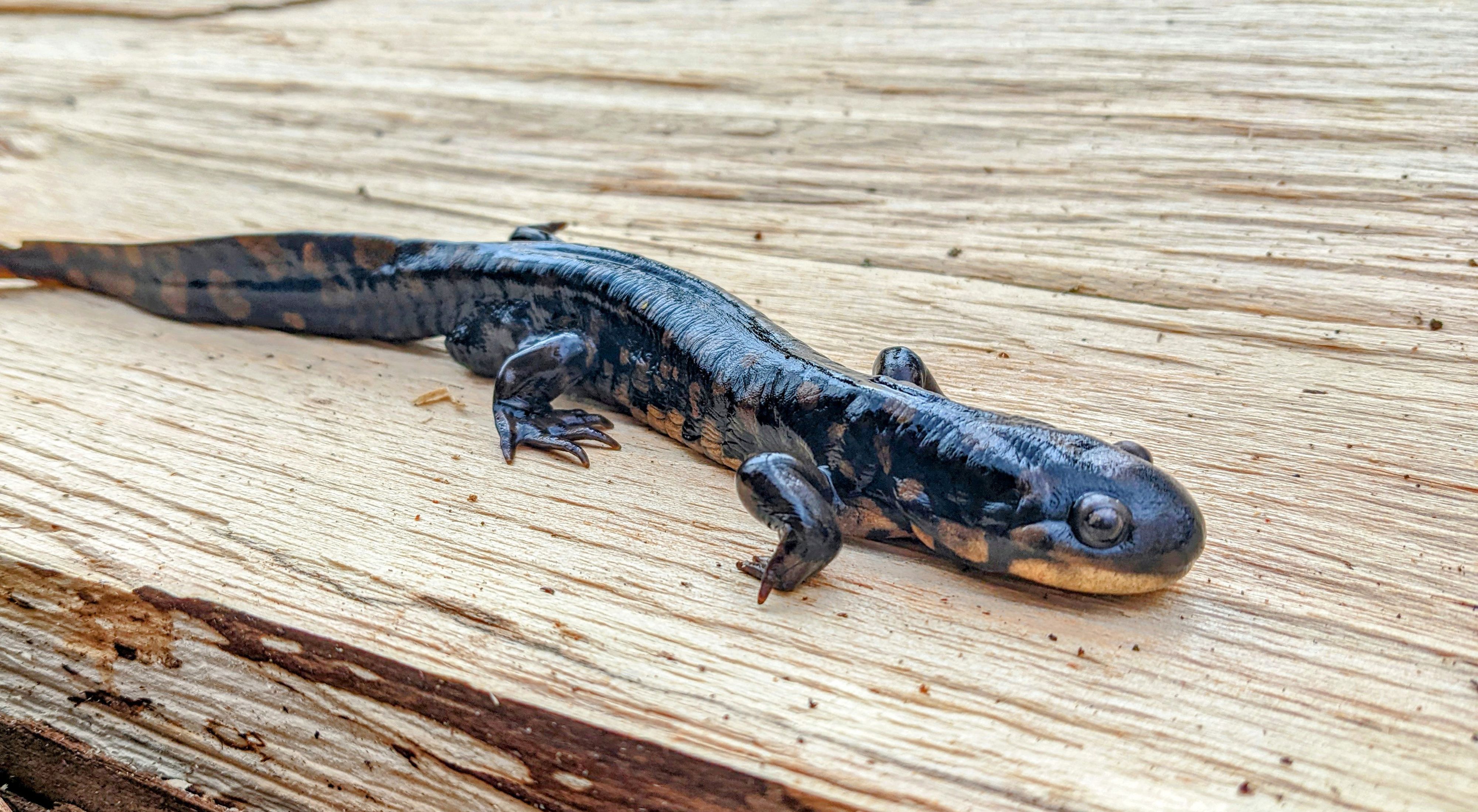 Tiger salamander resting on split log.