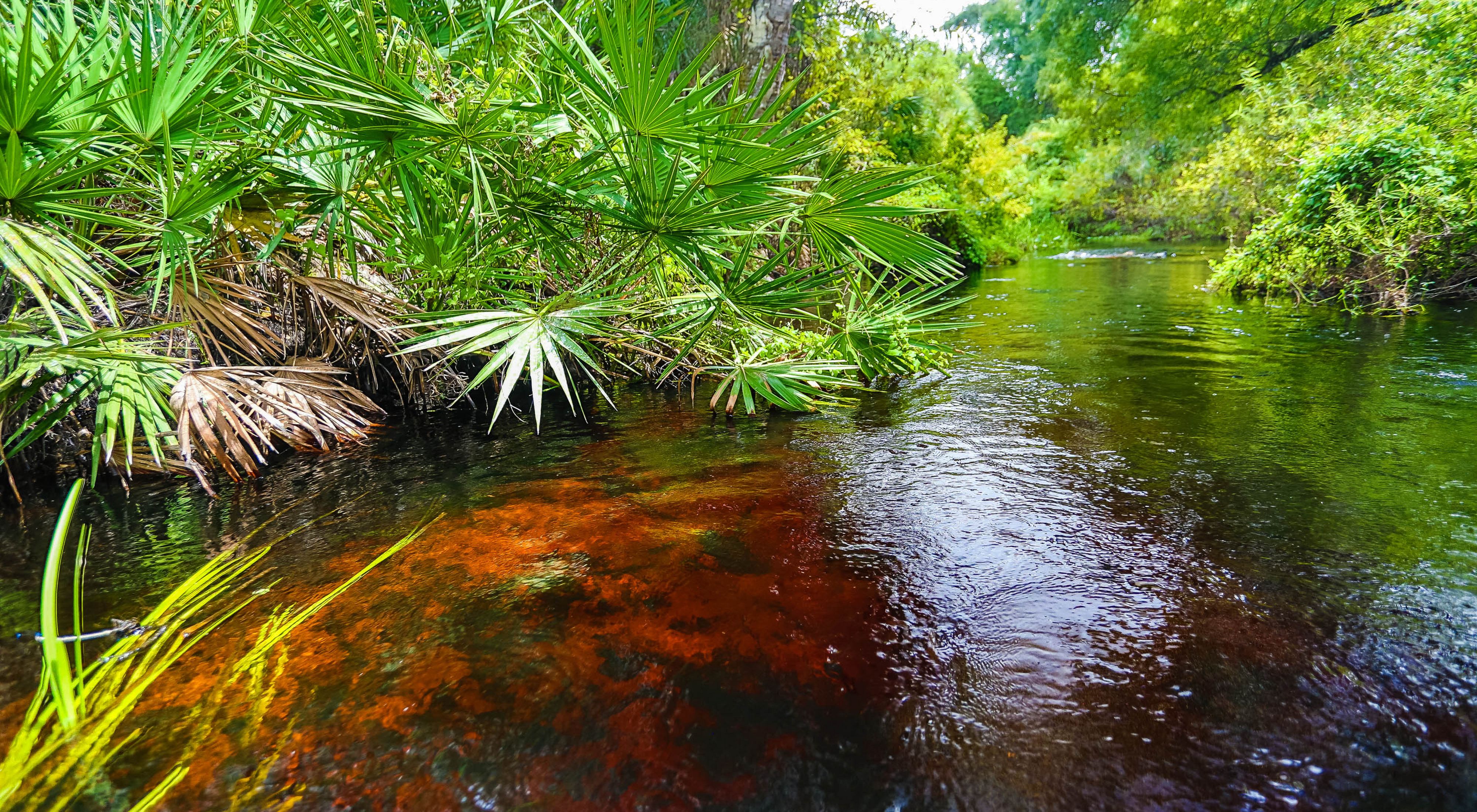 A patch of submerged orange vegetation in Tiger Creek with lush green plants along the banks.