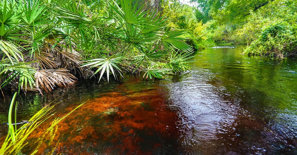 Tiger Creek Preserve  The Nature Conservancy in Florida