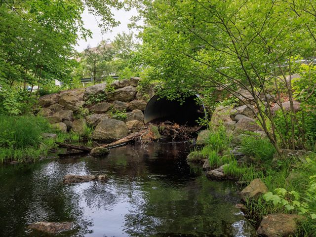 A culvert pipe is blocked by branches and debris.