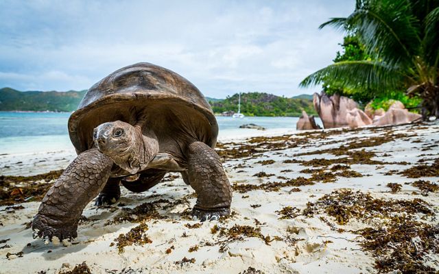 About 300 of free roaming Aldabra giant tortoises live in Curieuse Marine National Park, Curieuse Island, Seychelles. They make up the second largest population in the world.