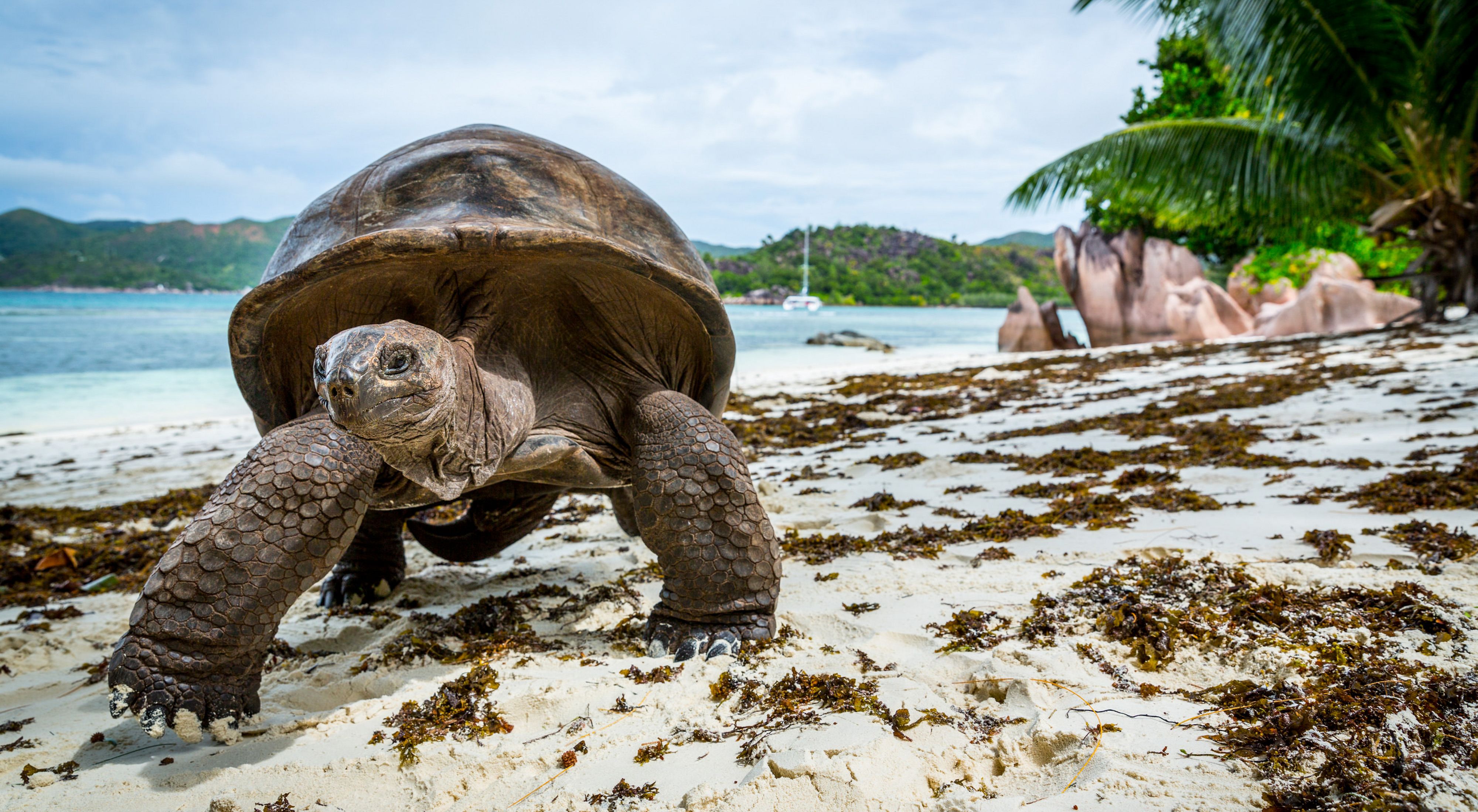 About 300 of free roaming Aldabra giant tortoises live in Curieuse Marine National Park, Curieuse Island, Seychelles. They make up the second largest population in the world. 