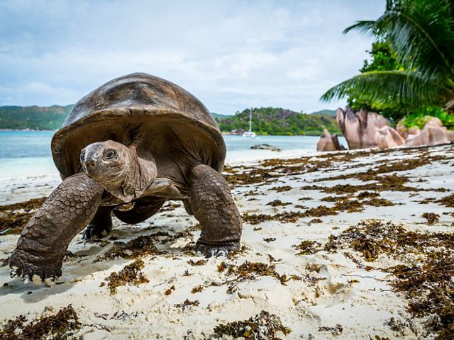 Seychelles Tortoise