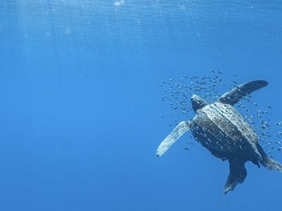 Una tortuga laúd nada en mar abierto.