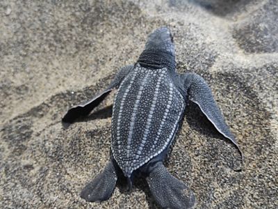 Una cría de tortuga laúd.