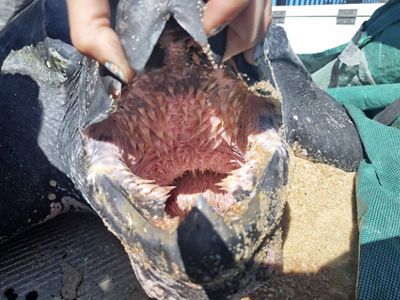 esofago de una tortuga laud marina.