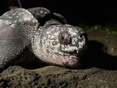 Tortuga laúd hembra.