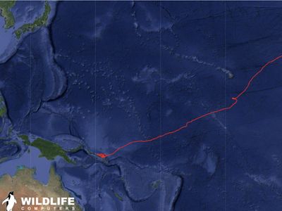 ruta migratoria de la tortuga laúd.