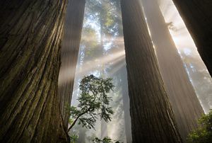 View looking up toward the tops of giant redwood trees, with sun streaming in from the top.