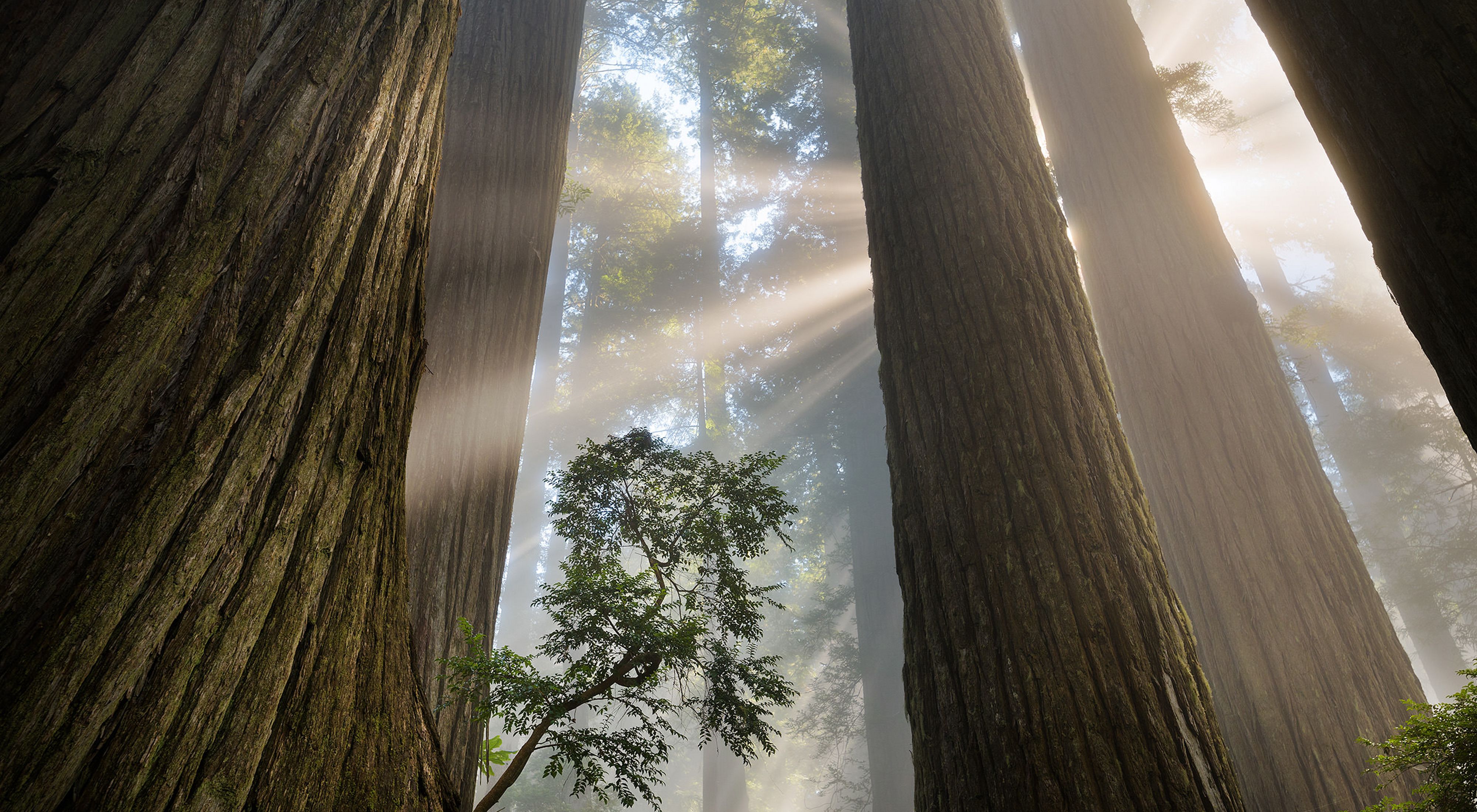 towering redwoods light coming through forest