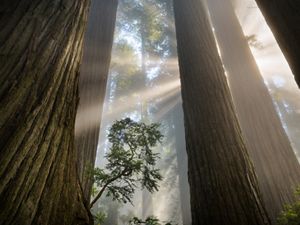 towering redwoods with light coming through in forest 