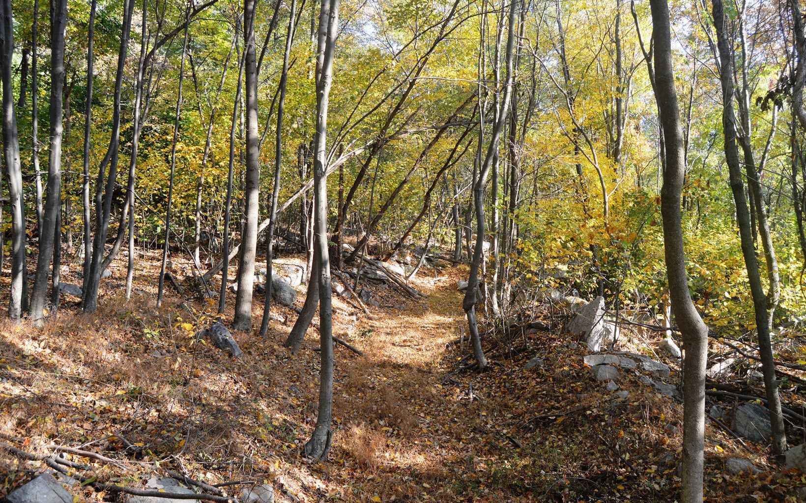 A path covered in leaves and pine needles curves through a forest. The leaves are just beginning to turn gold.