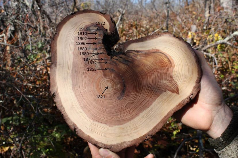 Cross section of a tree showing growth rings and fire scars. Pencil notations and captions added onto the photo mark off specific years in the tree's life.