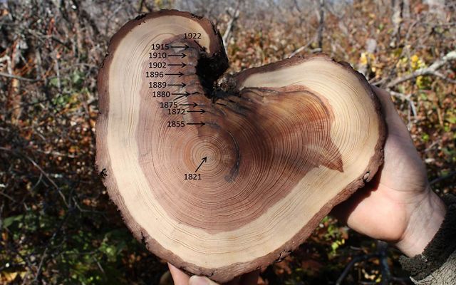 Крупним планом шматок дерева, на якому видно кільця.  Роки відзначені від 1821 року, коли дерево проросло, до 1922 року, що показує, де пожежі змінили ріст дерева.