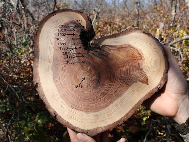 Cross section of a tree showing growth rings and fire scars. Pencil notations and captions added onto the photo mark off specific years in the tree's life.