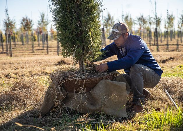 A tree in inspected at a tree farm by a lone worker.