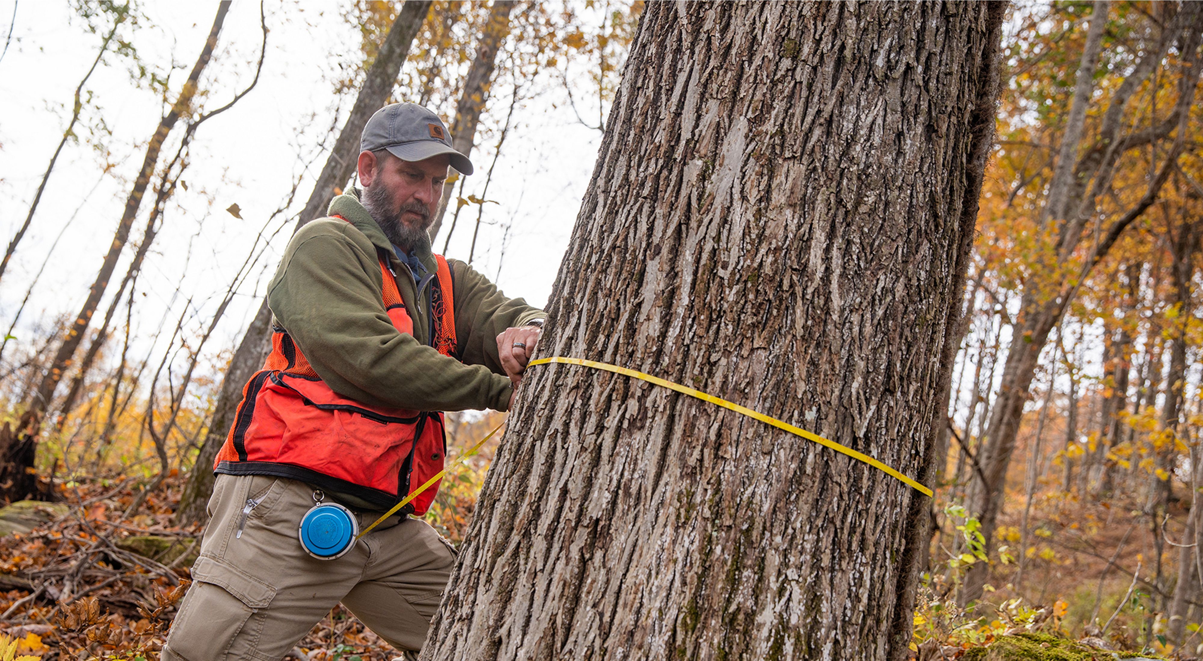 Forester measuring a tree with a tape measure.