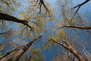 Look up to tree tops in Vermont.