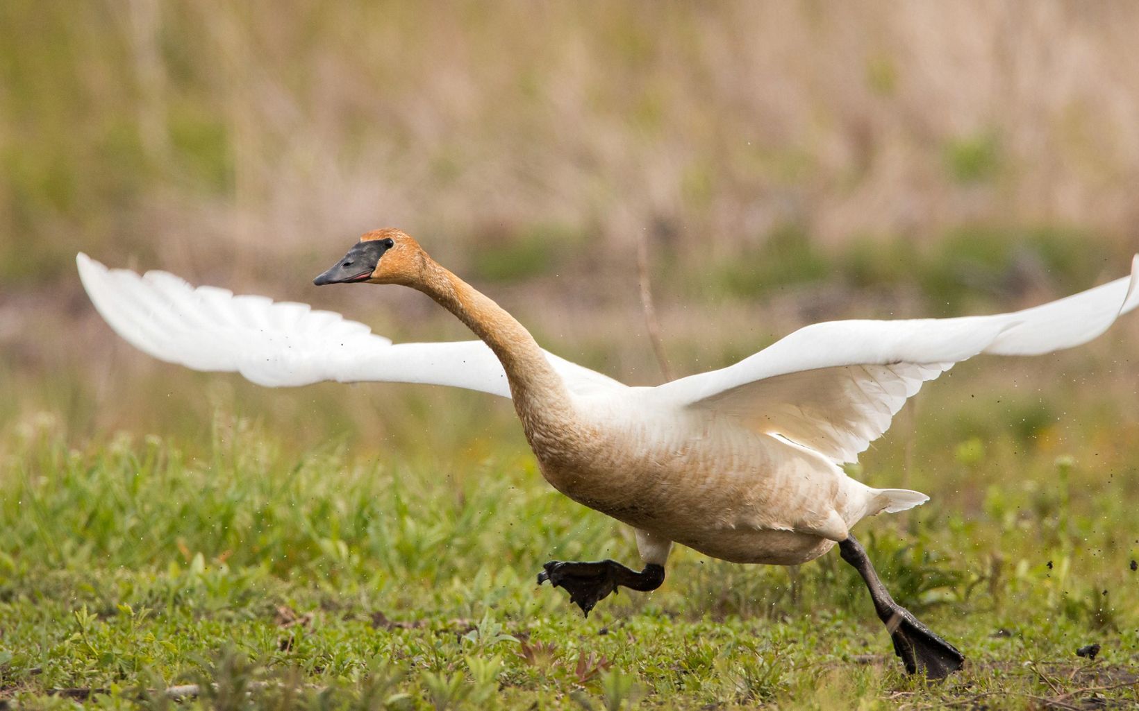 Large white swan with wings outspread and mud-stained head runs in preparation to take off and fly.