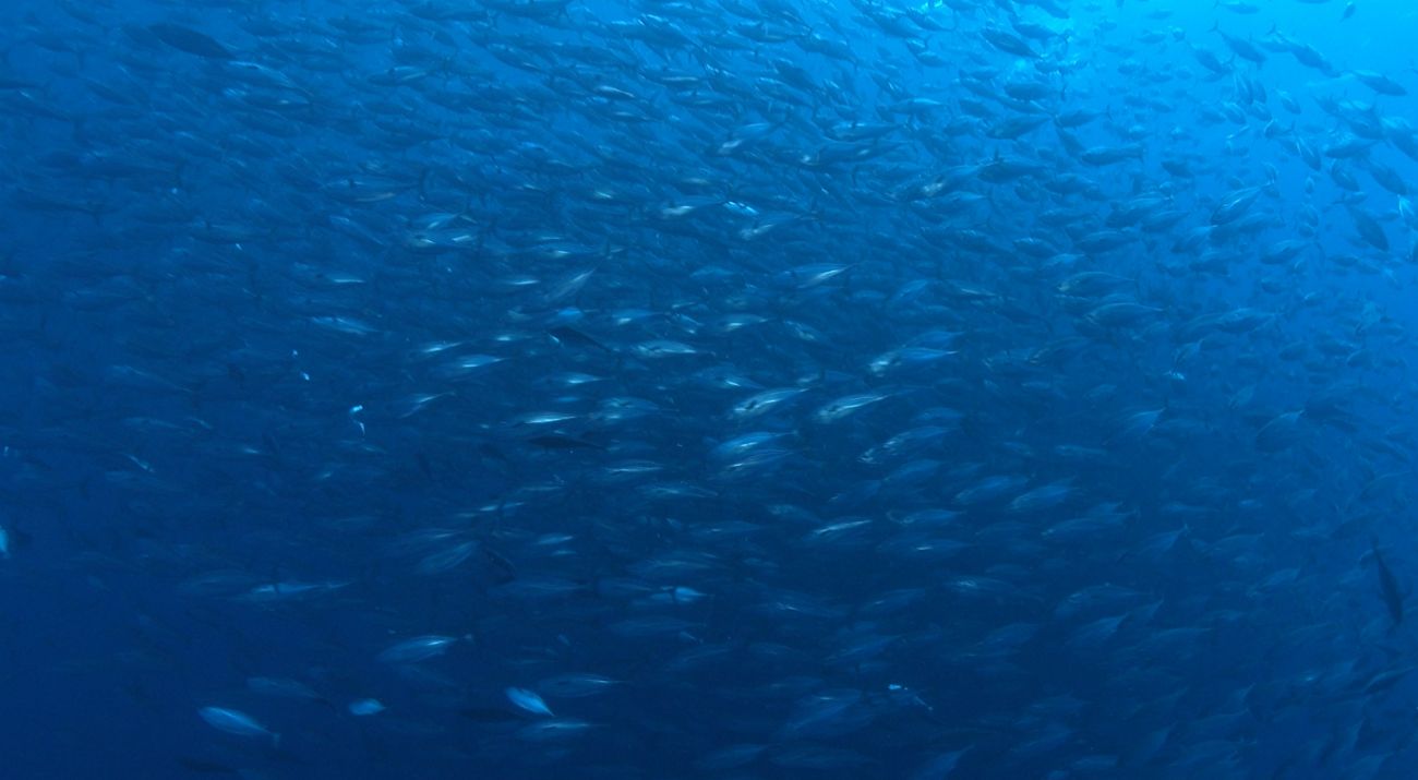 Schooling fish profile in the ocean.