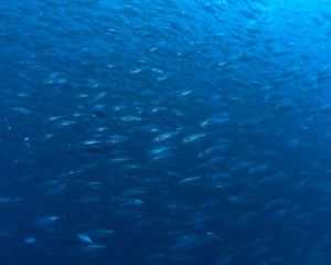 Underwater view of schooling fish swimming in vibrant blue water.