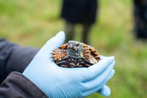 A person wearing blue latex gloves holds an ornate box turtle.
