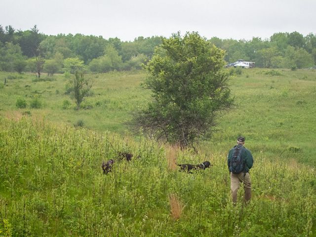 A man walks through a field of tall grasses, following closely behind two brown dogs.