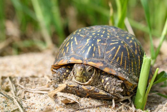 Closeup of an ornate box turtle lying on a sandy area with short green plants sprouting up from the ground.