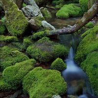 Small waterfall runs through moss-covered rocks in Twin Creek Valley Nature Preserve.