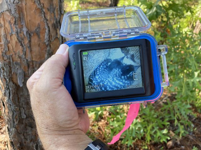 A person standing on the ground holds the view finder of a peeper cam, allowing them to view the interior of a nest cavity high above in a pine tree.