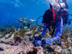 Underwater view of a diver planting coral.