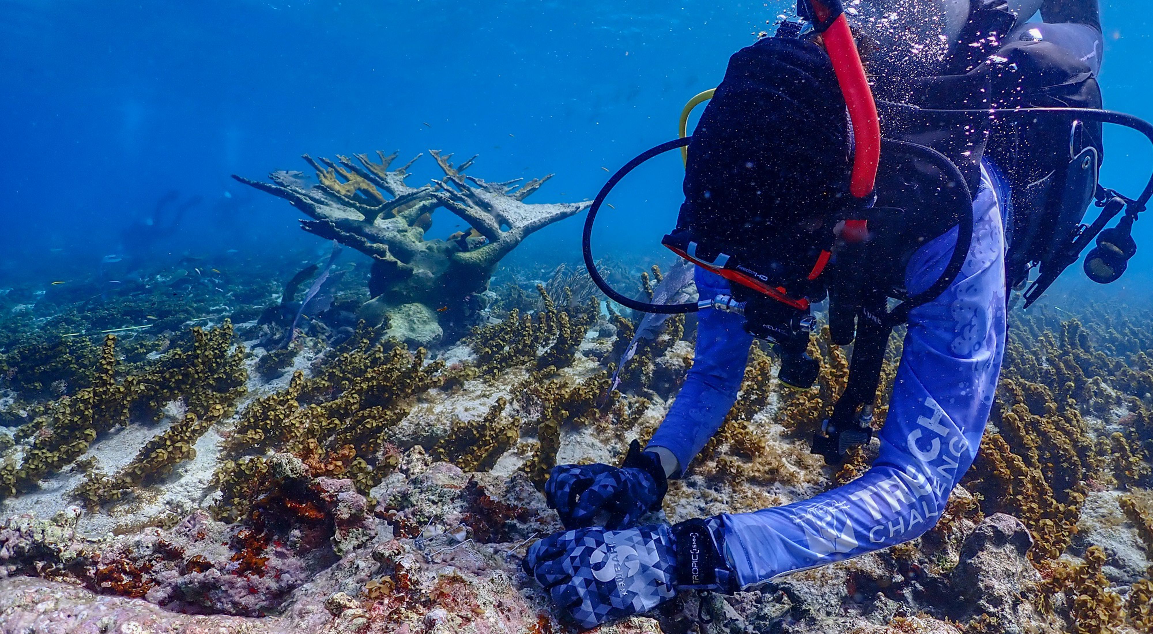 A snorkeler dives to plant a coral fragment with elkhorn coral in the background.