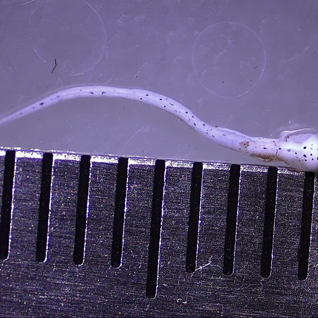 A tiny, almost translucent, razorback sucker fish larvae.