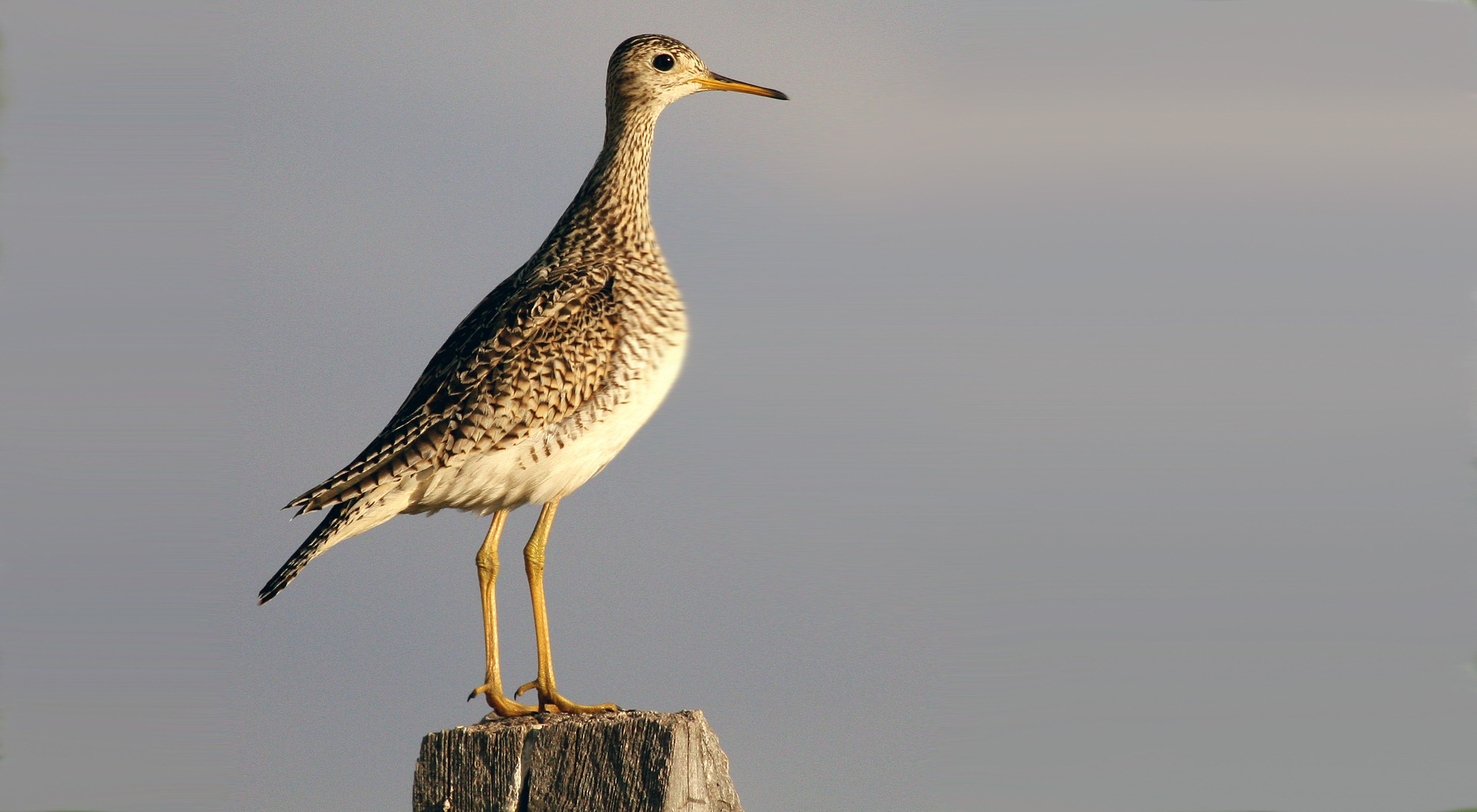 A profile view of an Upland Sandpiper bird. 